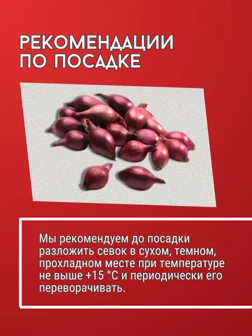 Лук севок Коррадо озимый 10-21мм 500 г Голландия, 500 г, фото 5