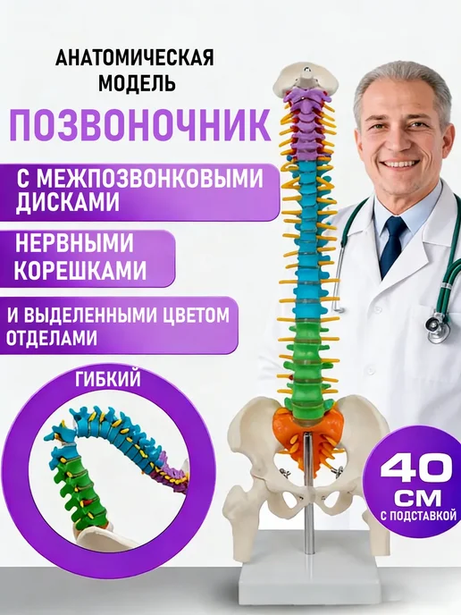 Модель позвоночника человека гибкая, вариант