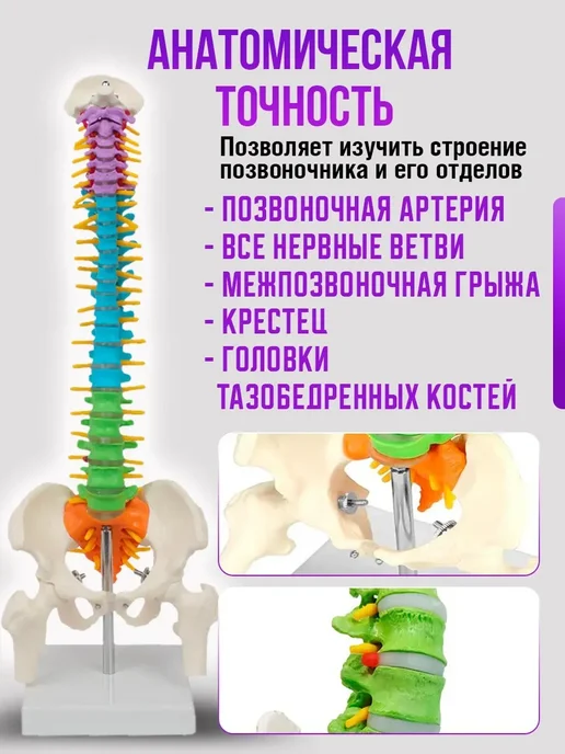 Модель позвоночника человека гибкая, вариант, фото 2
