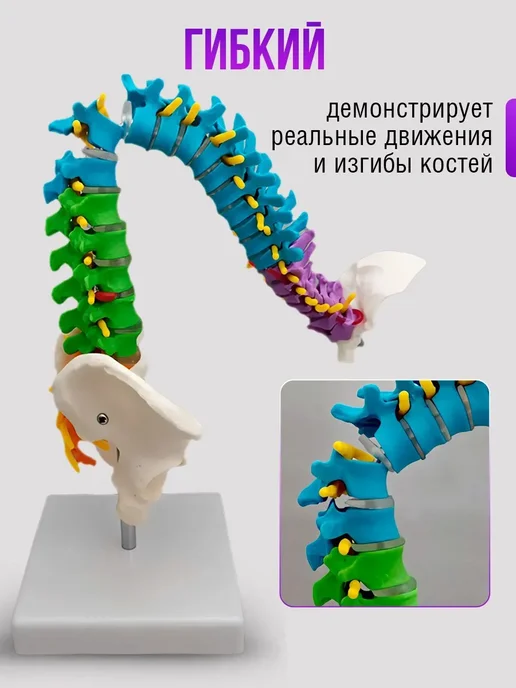 Модель позвоночника человека гибкая, вариант, фото 3