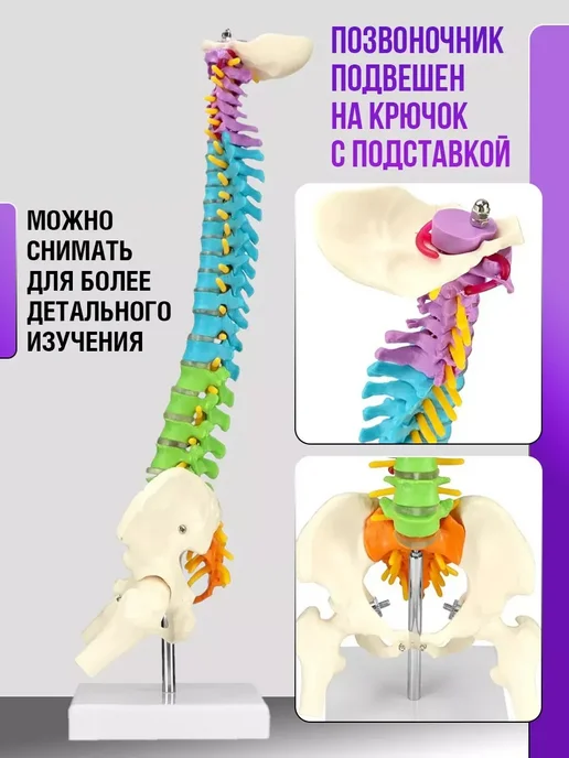 Модель позвоночника человека гибкая, вариант, фото 4