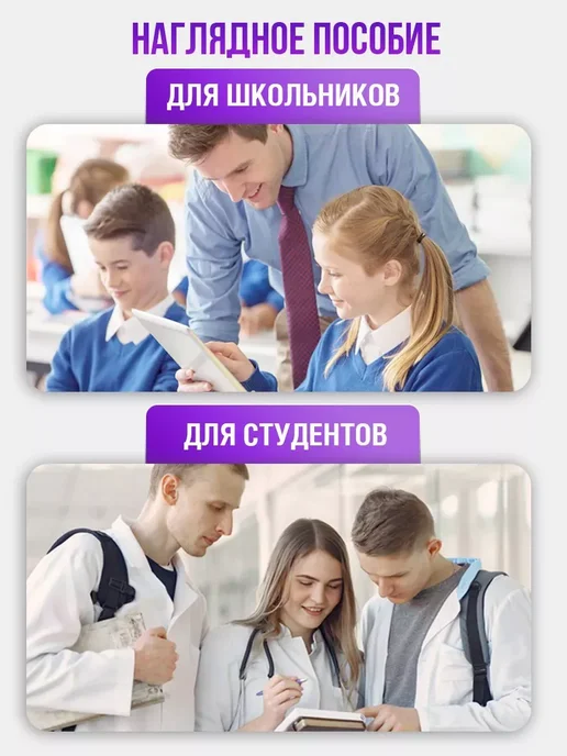 Модель позвоночника человека гибкая, вариант, фото 5