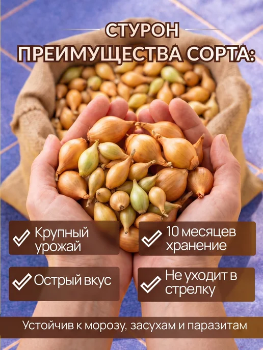 Лук севок Стурон для посадки осенью 1 кг, 1 кг, фото 2
