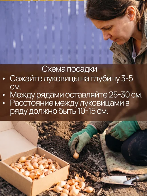 Лук севок Стурон для посадки осенью 1 кг, 1 кг, фото 3