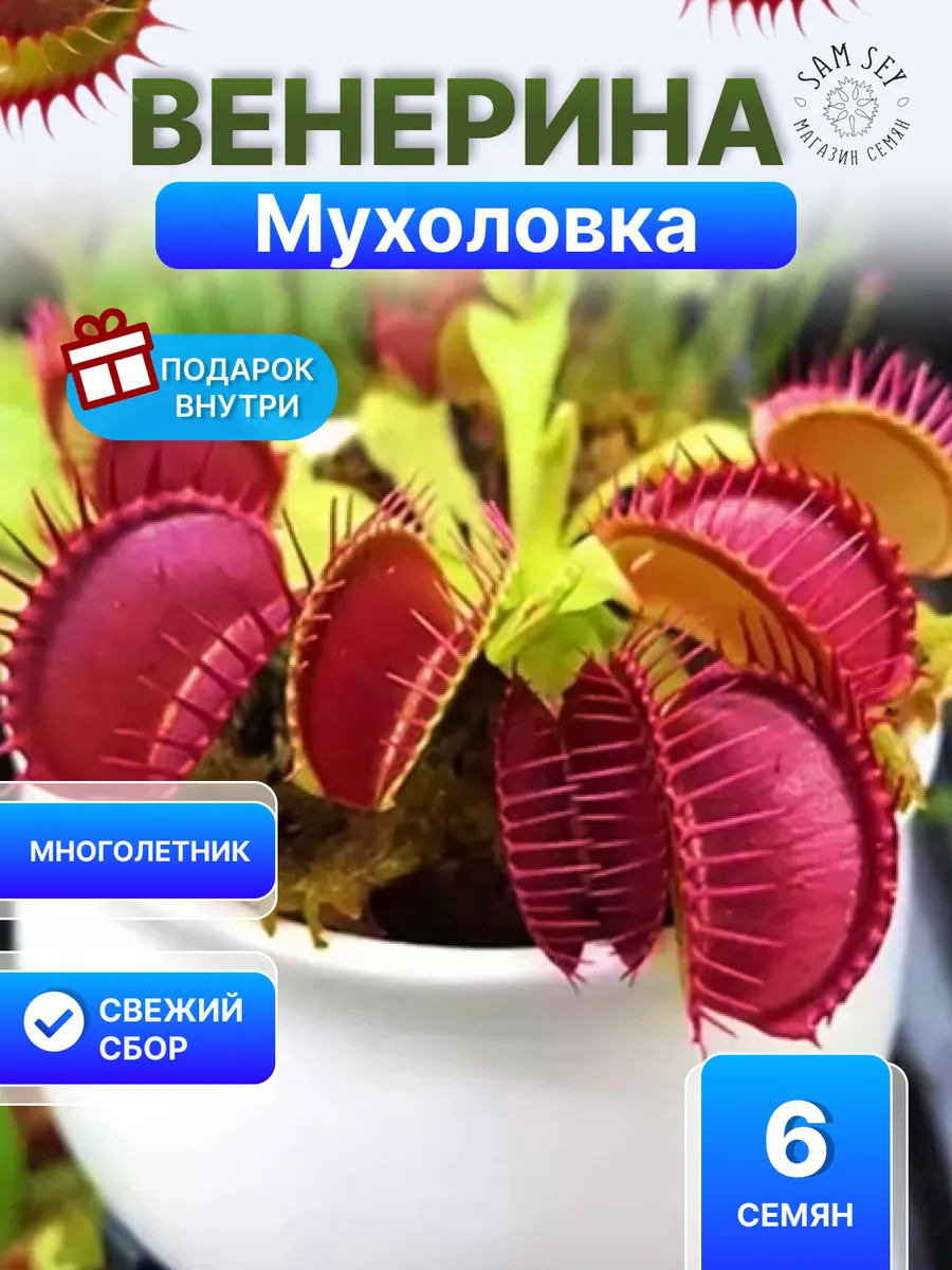 Венерина мухоловка Семена - 6 шт