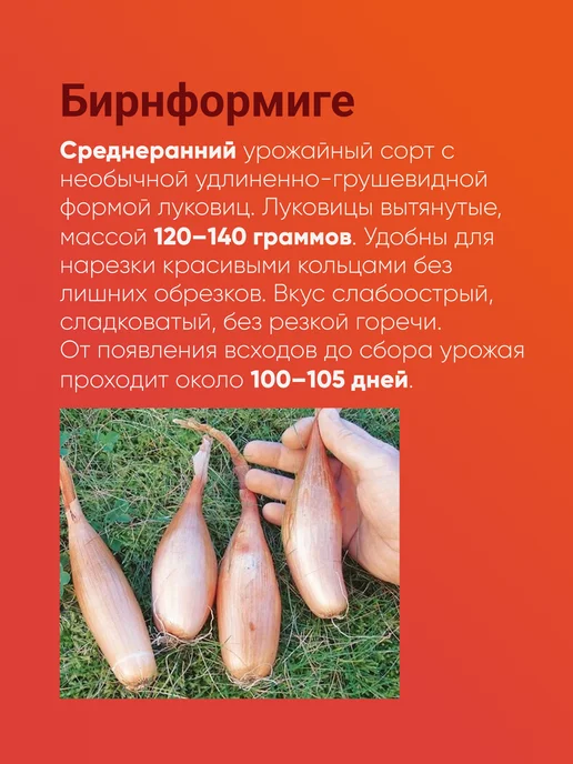 Лук севок Бирнформиге озимый 0,5 кг Голландия, 500 г, фото 3