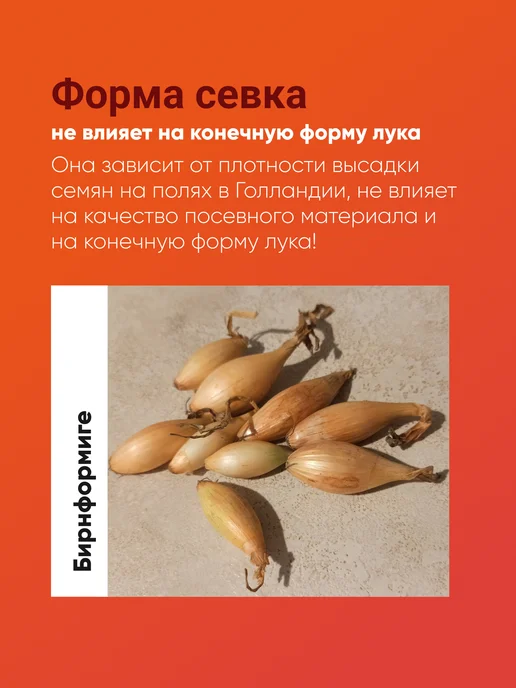Лук севок Бирнформиге озимый 0,5 кг Голландия, 500 г, фото 4