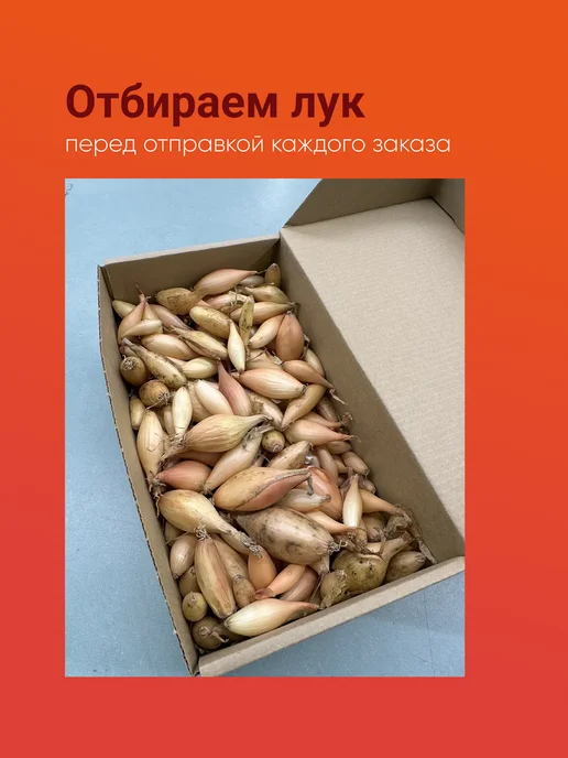 Лук севок Бирнформиге озимый 0,5 кг Голландия, 500 г, фото 5