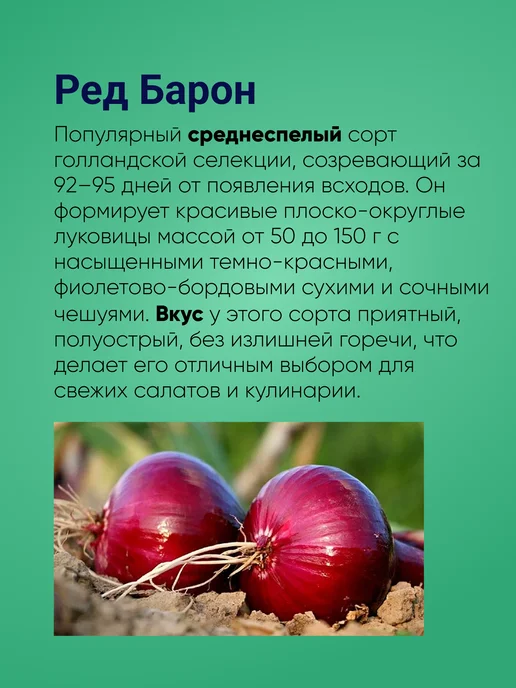 Лук севок Ред Барон красный озимый, 0,5 кг Голландия, 500 г, фото 3