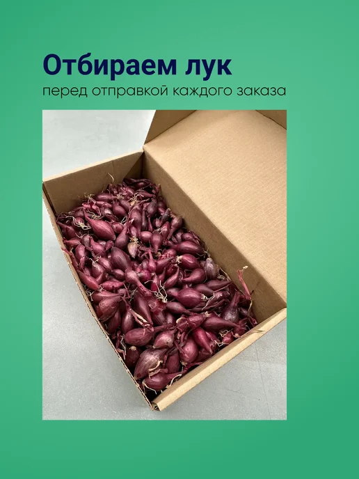 Лук севок Ред Барон красный озимый, 0,5 кг Голландия, 500 г, фото 5