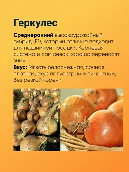 Лук севок Штутгартер Ризен озимый 0,5 кг, 1 кг, фото 3