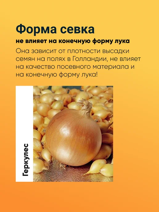 Лук севок Штутгартер Ризен озимый 0,5 кг, 1 кг, фото 4
