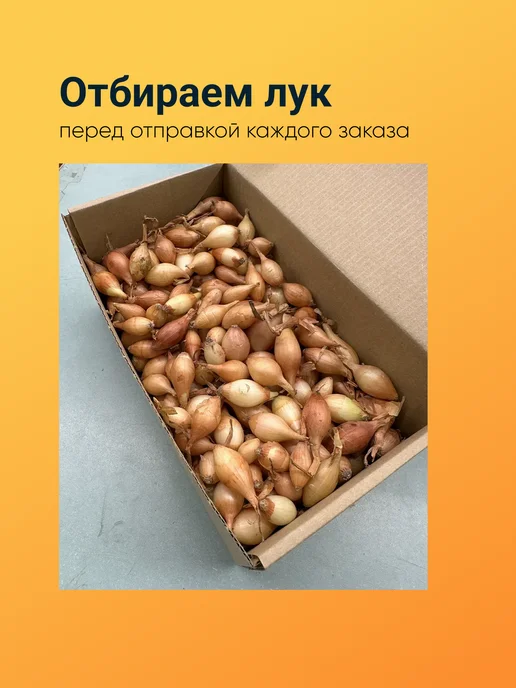 Лук севок Штутгартер Ризен озимый 0,5 кг, 1 кг, фото 5