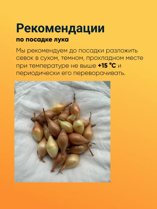 Лук севок Штутгартер Ризен озимый 0,5 кг, 1 кг, фото 6