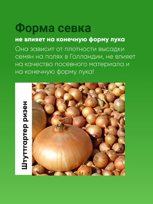 Лук севок Штутгартер Ризен озимый 0,5 кг, 0,5 кг, фото 4