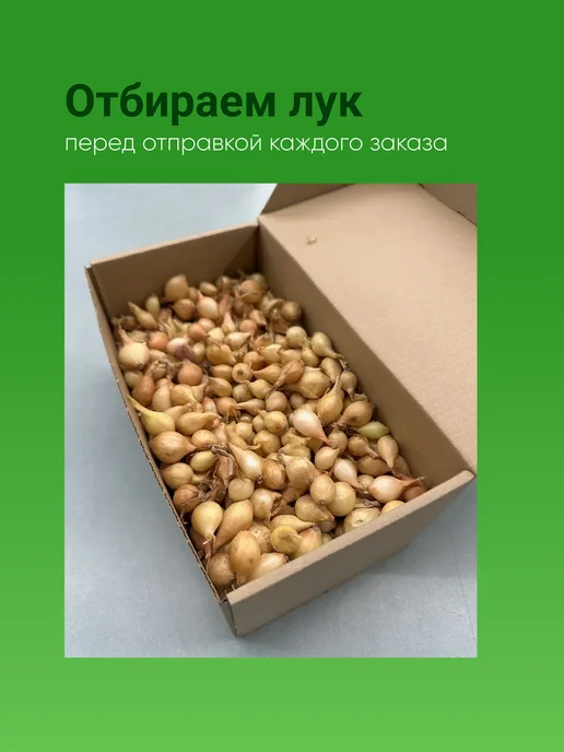 Лук севок Штутгартер Ризен озимый 0,5 кг, 0,5 кг, фото 5