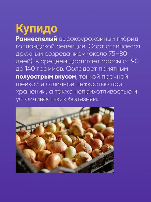 Лук севок Купидо озимый 10-21мм 500 г Голландия, 500 г, фото 3