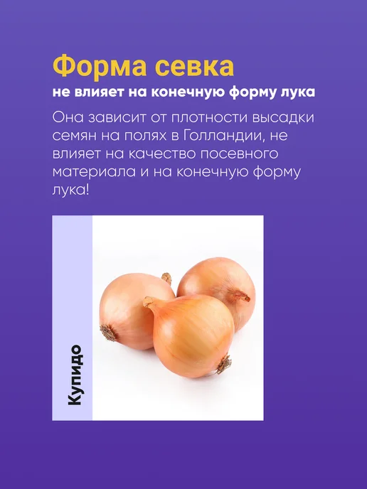 Лук севок Купидо озимый 10-21мм 500 г Голландия, 500 г, фото 4