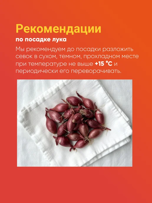Лук севок Кармен красный озимый 10-17 мм 0,5 кг Голландия, 0,5 кг, фото 6