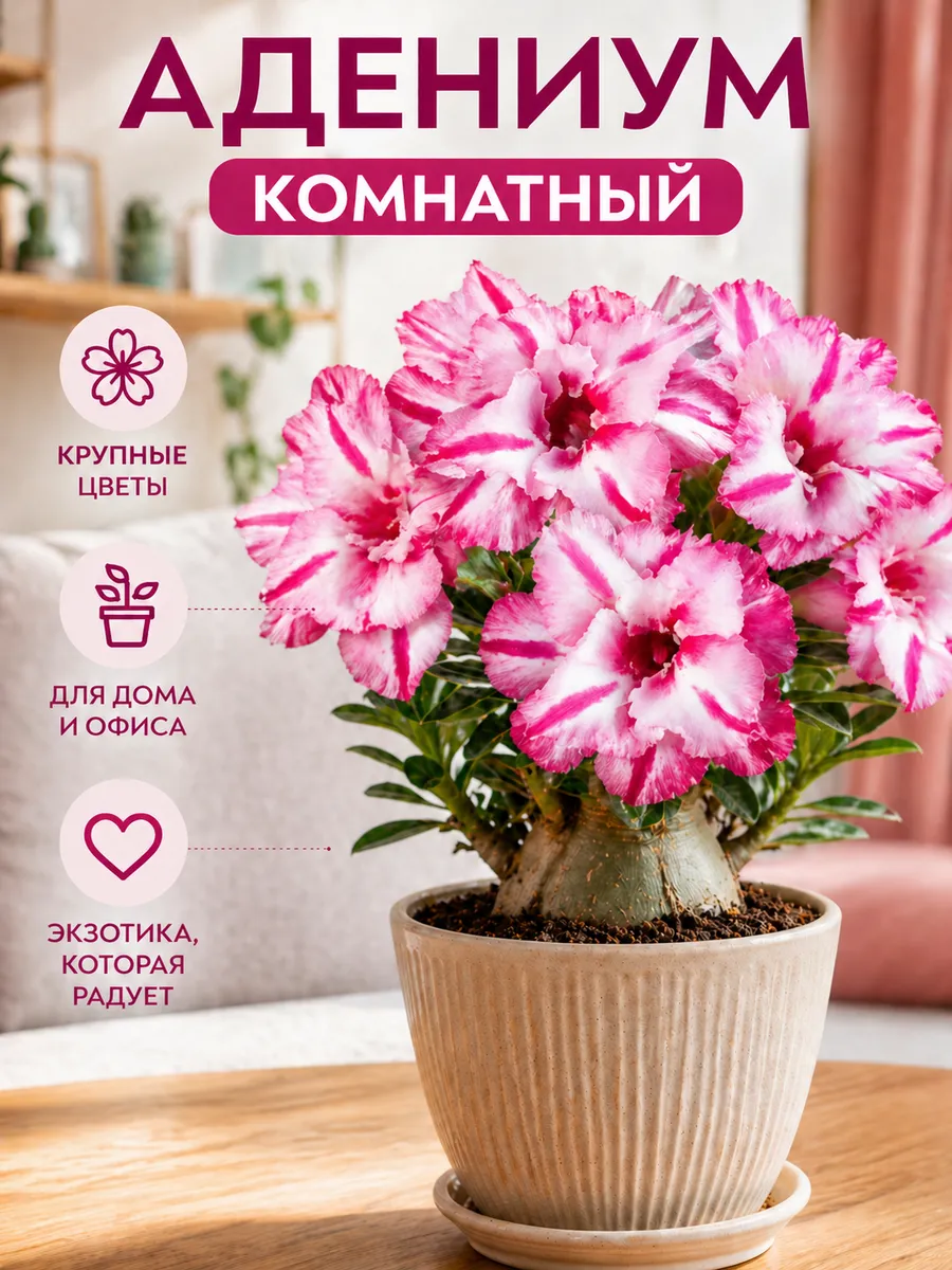 Адениум Экзотическая Бабочка тучный смена цветов комнатные