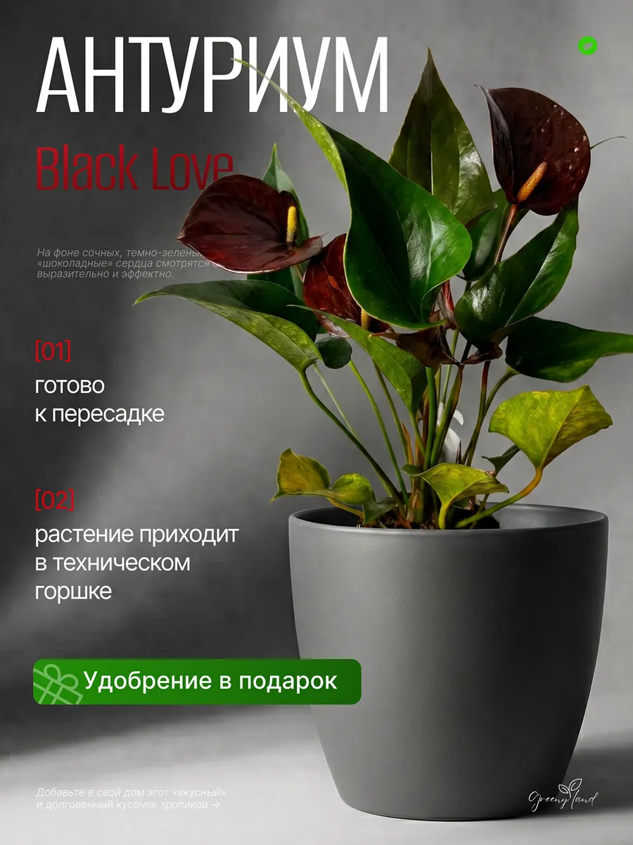 Антуриум Black Love живое комнатное растение Мужское счастье