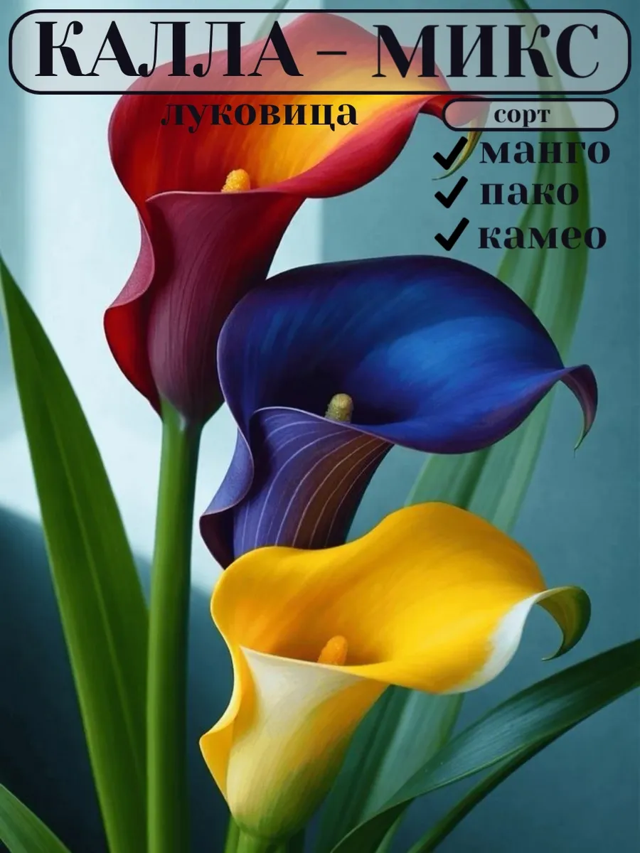 Калла Луковица