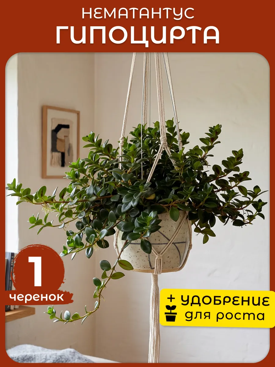 Нематантус Гипоцирта живое комнатное растение черенки