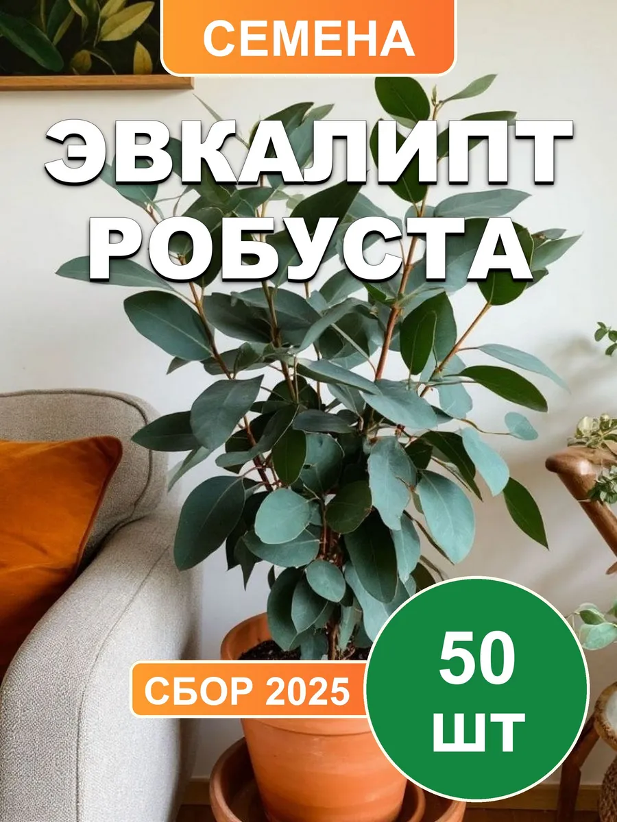 Эвкалипт Робуста, семена, 50шт