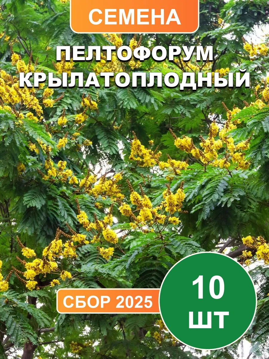 Пелтофорум крылатоплодный, семена, 10шт