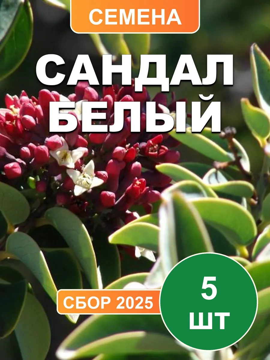 Сандал белый, семена, 5шт