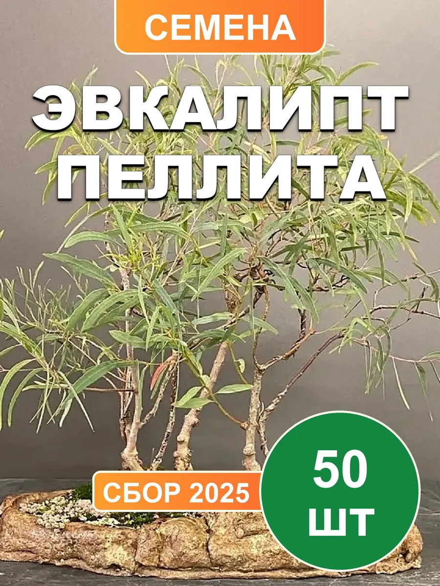 Эвкалипт пеллита, семена, 25 шт