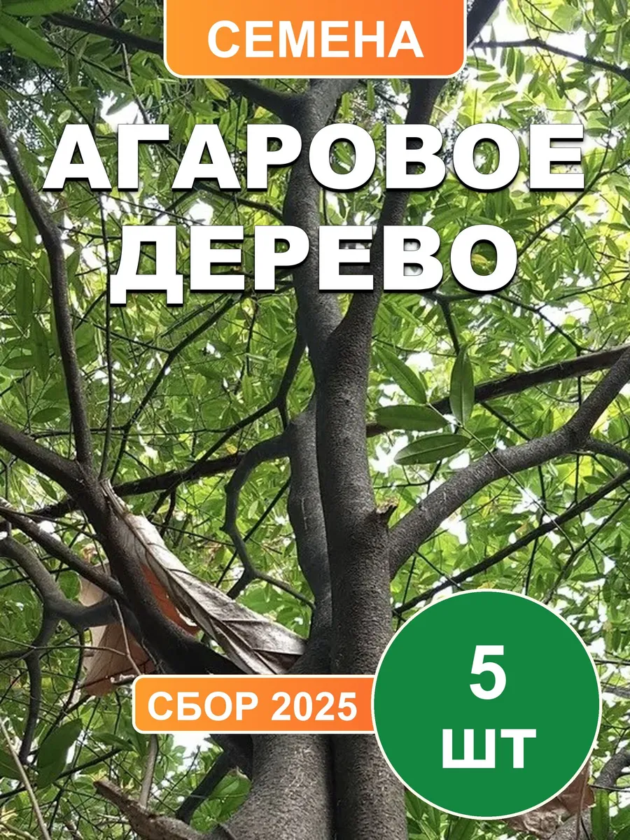 Агаровое дерево, семена, 5шт