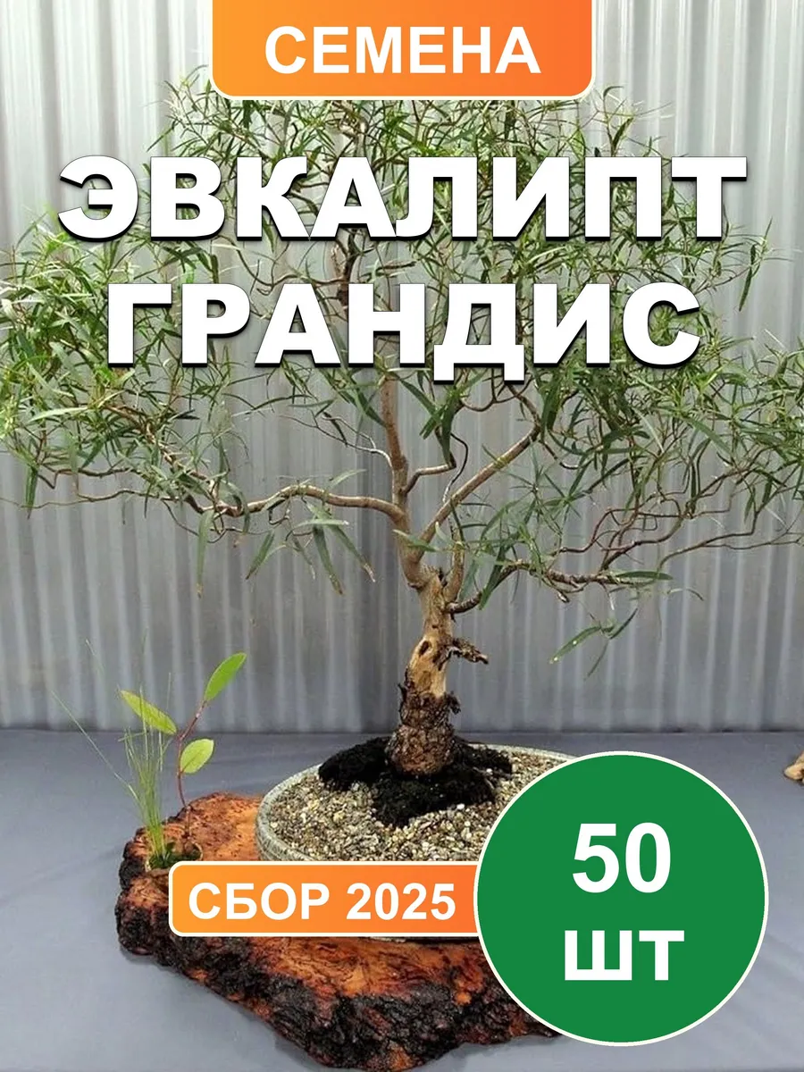 Эвкалипт Грандис, семена, 50шт