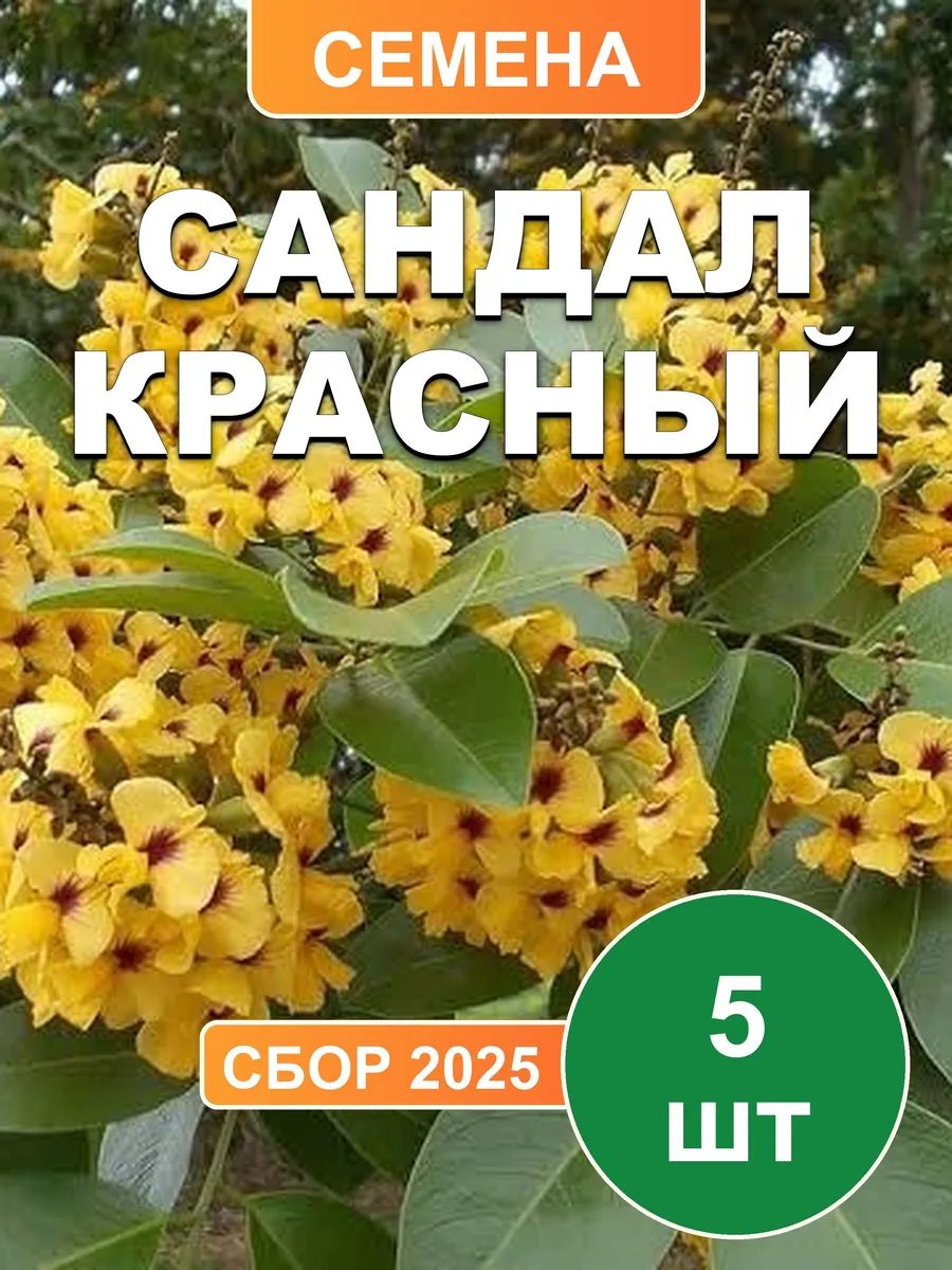 Сандал красный, семена, 5шт