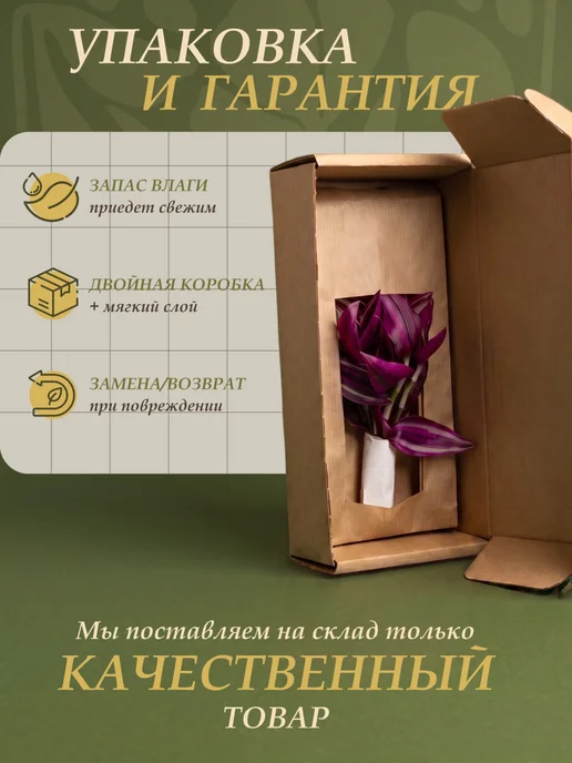 Я ЧЕРЕНОК ЦВЕТОК Филодендрон Сканденс Бразил живое комнатное растение черенки, зеленый, фото 5