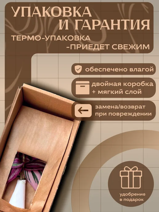 Я ЧЕРЕНОК ЦВЕТОК Цианотис Кюйский живое комнатное растение черенки, зеленый, фото 4