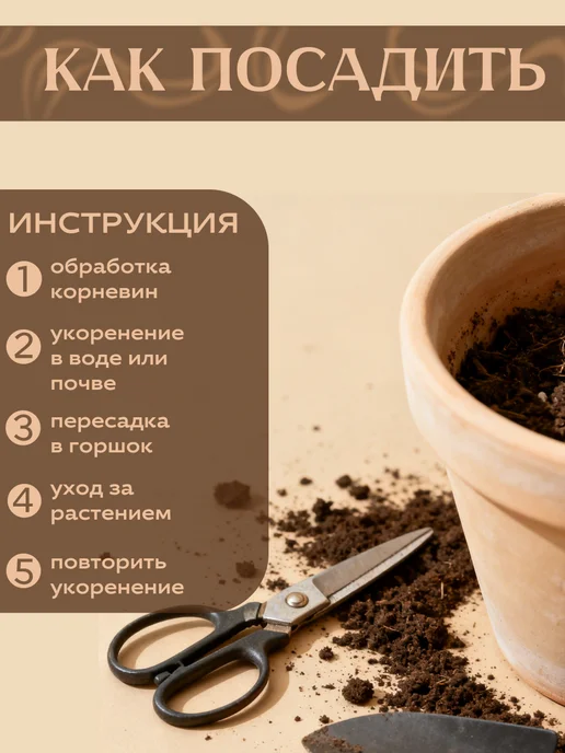 Я ЧЕРЕНОК ЦВЕТОК Цианотис Кюйский живое комнатное растение черенки, зеленый, фото 5