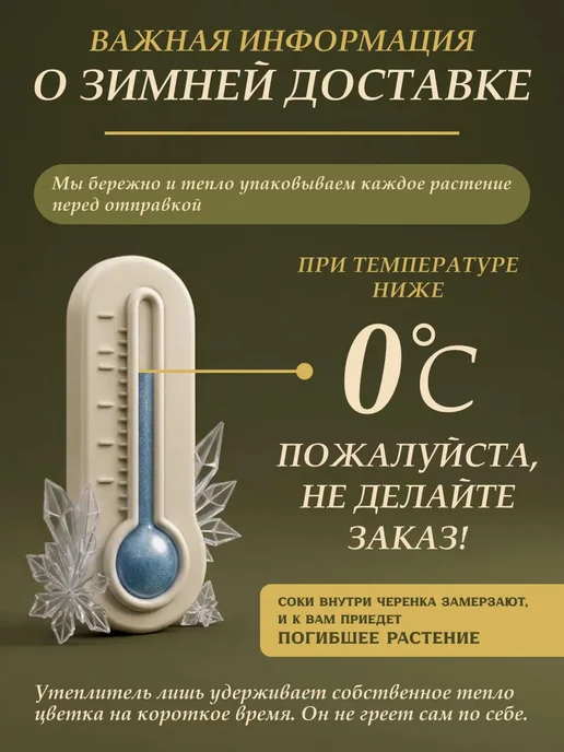 Я ЧЕРЕНОК ЦВЕТОК Пеперомия Рондо Венет живое комнатное растение черенки, зеленый, фото 8