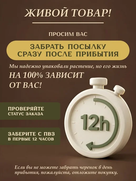 Я ЧЕРЕНОК ЦВЕТОК Седум Буррито живое комнатное растение черенки, зеленый, фото 7