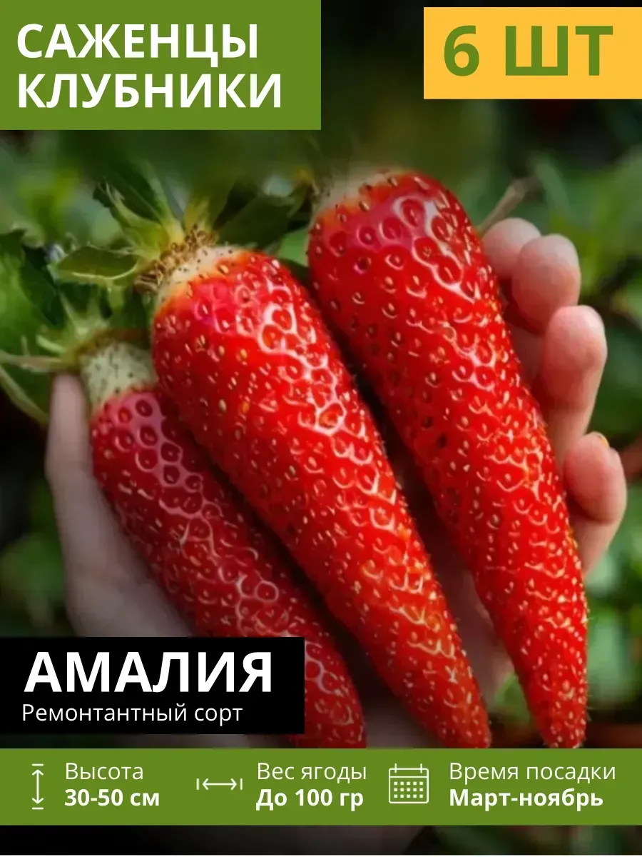 Саженцы клубники рассада 6шт