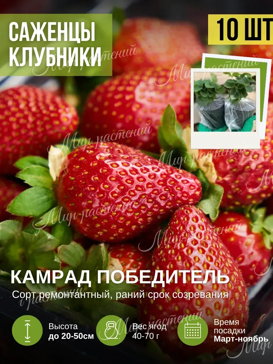 Саженцы Клубники рассада 10