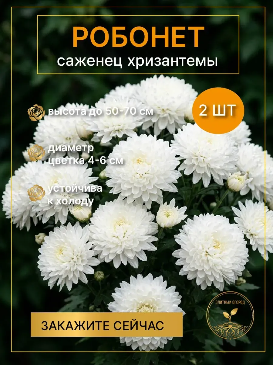 Саженец хризантемы Ребонет